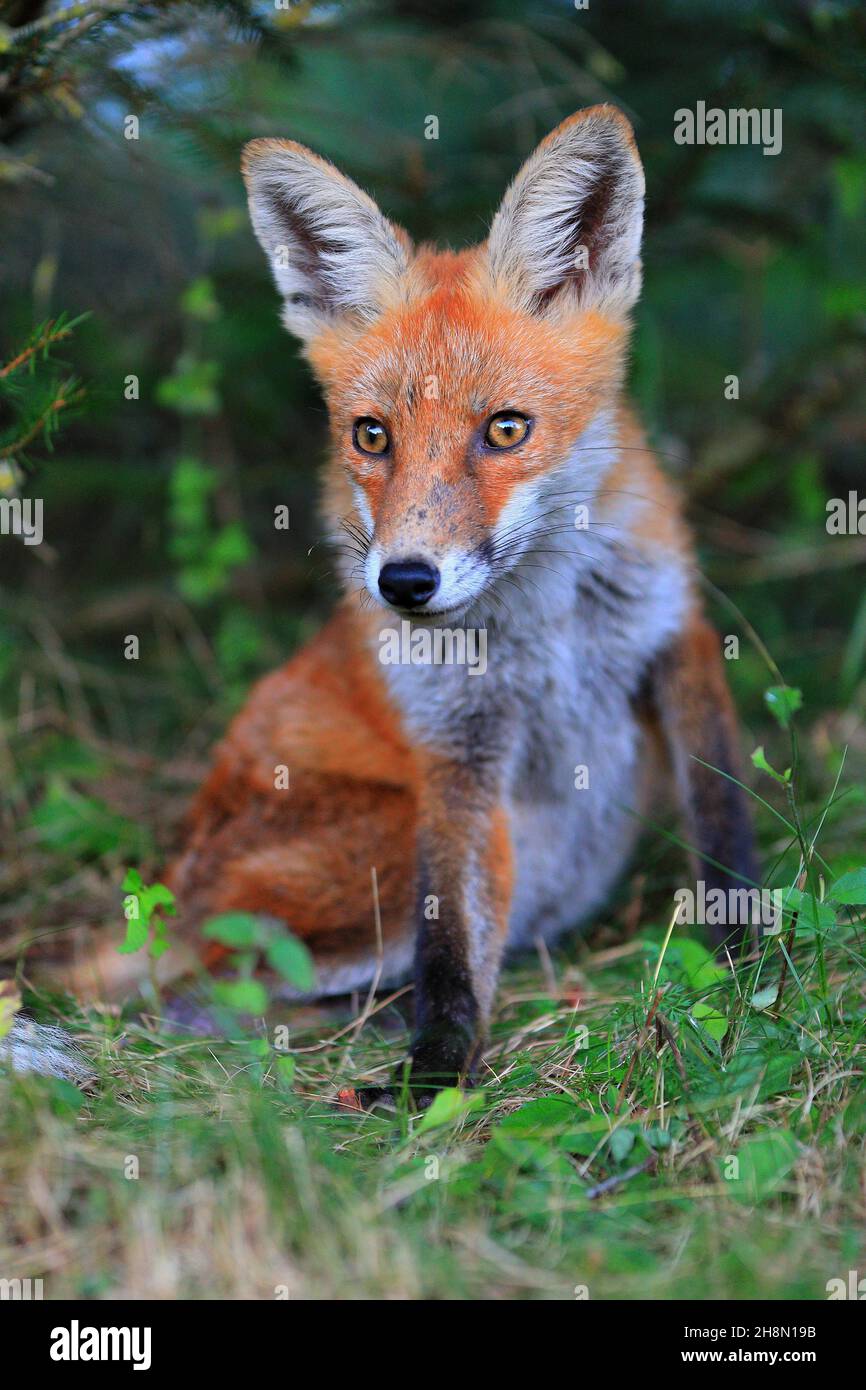 Volpe rossa (Vulpes vulpes), volpe giovane seduto in erba, maschio, Krauchenwies, Contea di Sigmaringen, Parco Naturale dell'Alto Danubio, Baden-Wuerttemberg, Germania Foto Stock