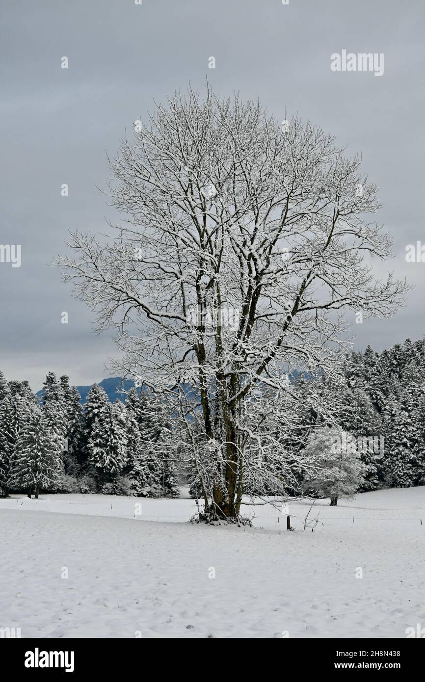 La Sfirst ora copre alberi e prati in Austria Foto Stock