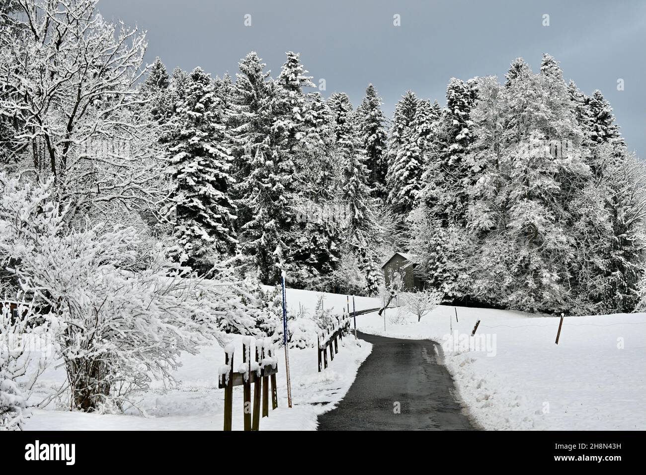 La Sfirst ora copre alberi e prati in Austria Foto Stock