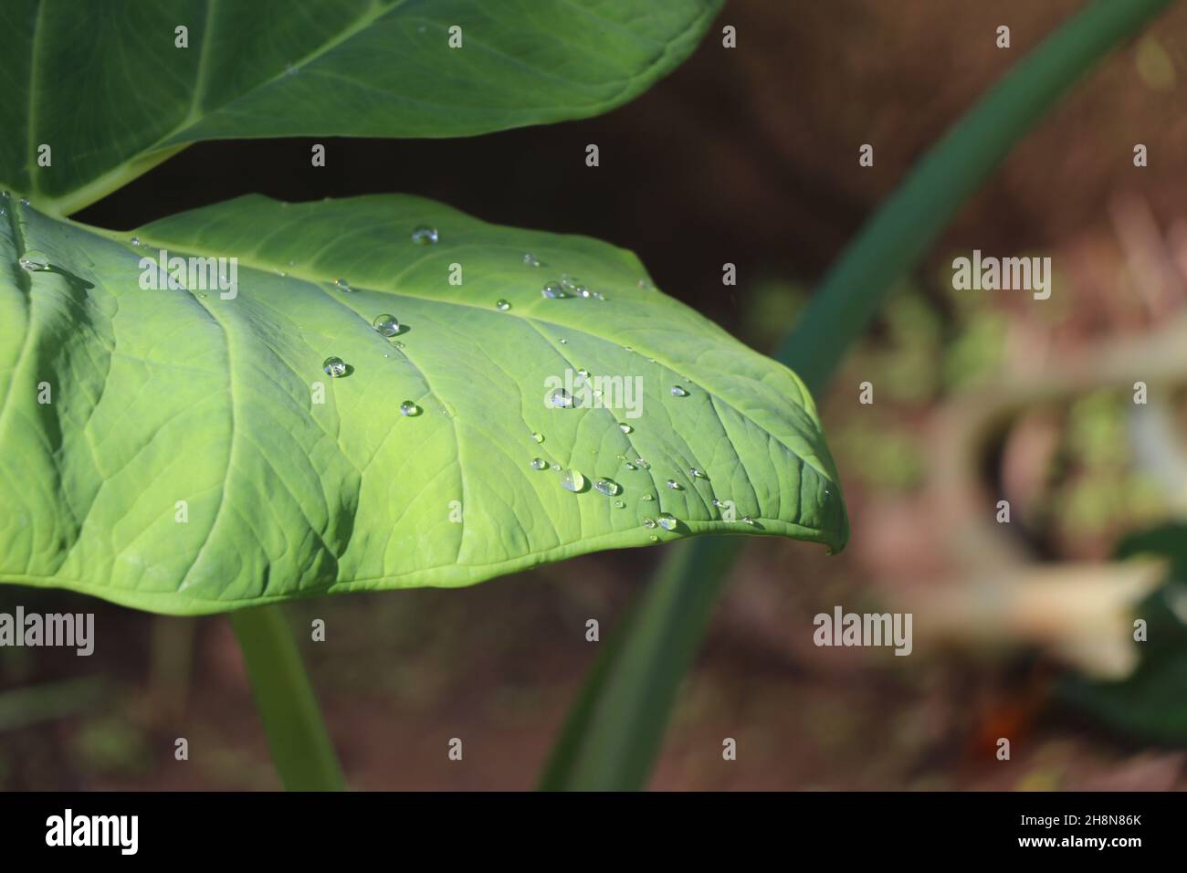 Foglie di colocasia o di elefante con gocce d'acqua illuminate dalla luce del sole, bella carta da parati di foglie di taro fondo Foto Stock