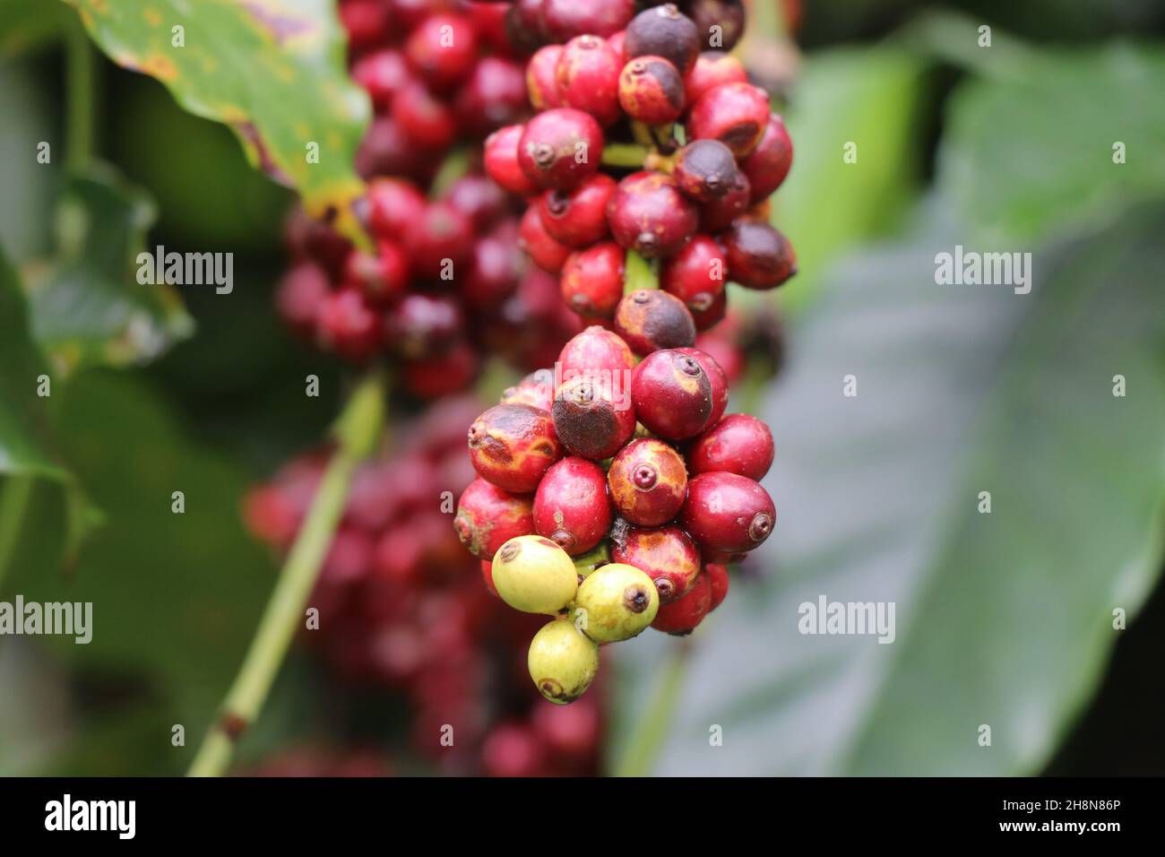 Mazzo di caffè robusta maten pronto per essere raccolto in una piantagione di caffè biologico Foto Stock