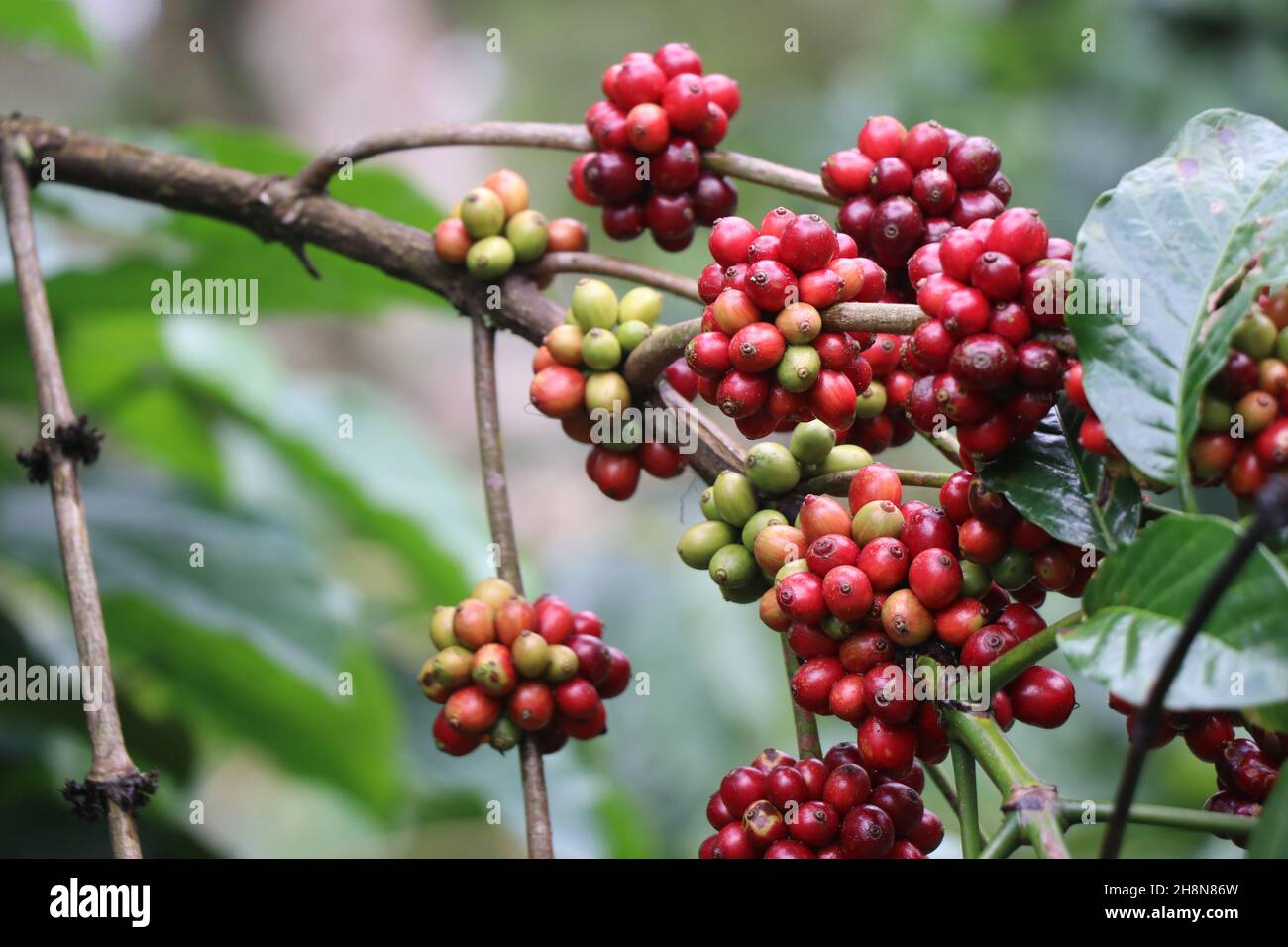 Coffee Plant Branch con bacche di caffè maturanti, ciliegie robusta pronte per essere raccolte Foto Stock