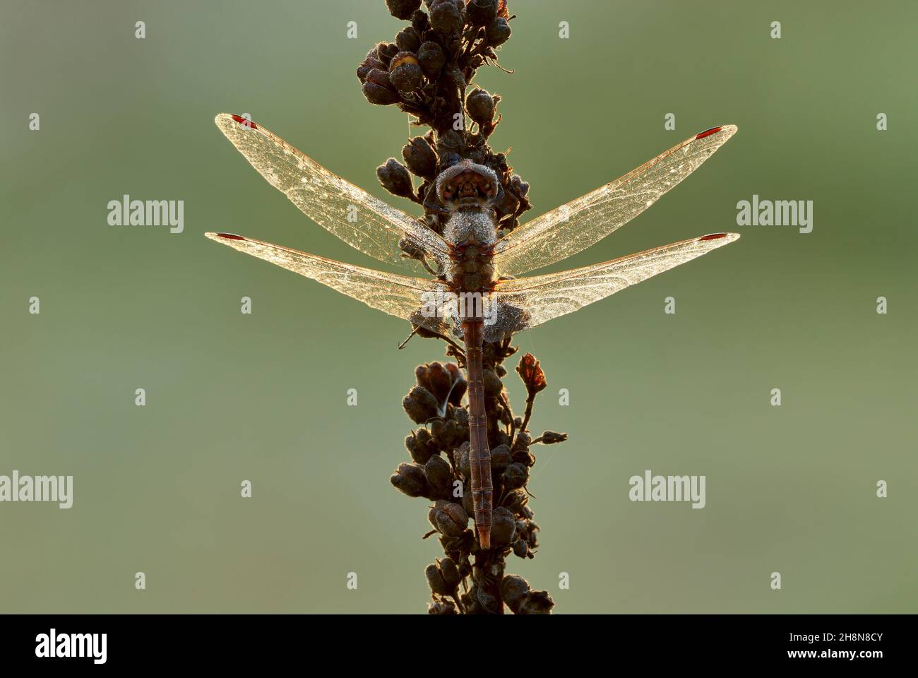 Comune Darter Dragonfly maschio con ali incandescenti all'alba. Gocce d'acqua sul corpo. Sfondo chiaro sfocato. Genere specie Sympetrum striolatum. Foto Stock