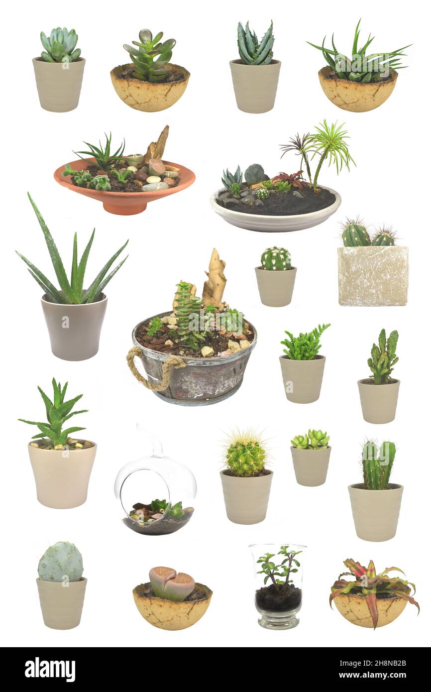 Set di cactus e succulenti isolati su sfondo bianco Foto Stock