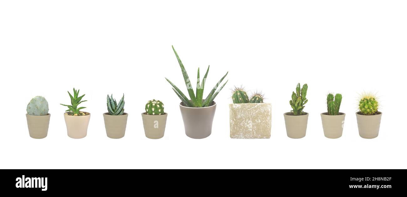 Set di cactus e succulenti isolati su sfondo bianco Foto Stock