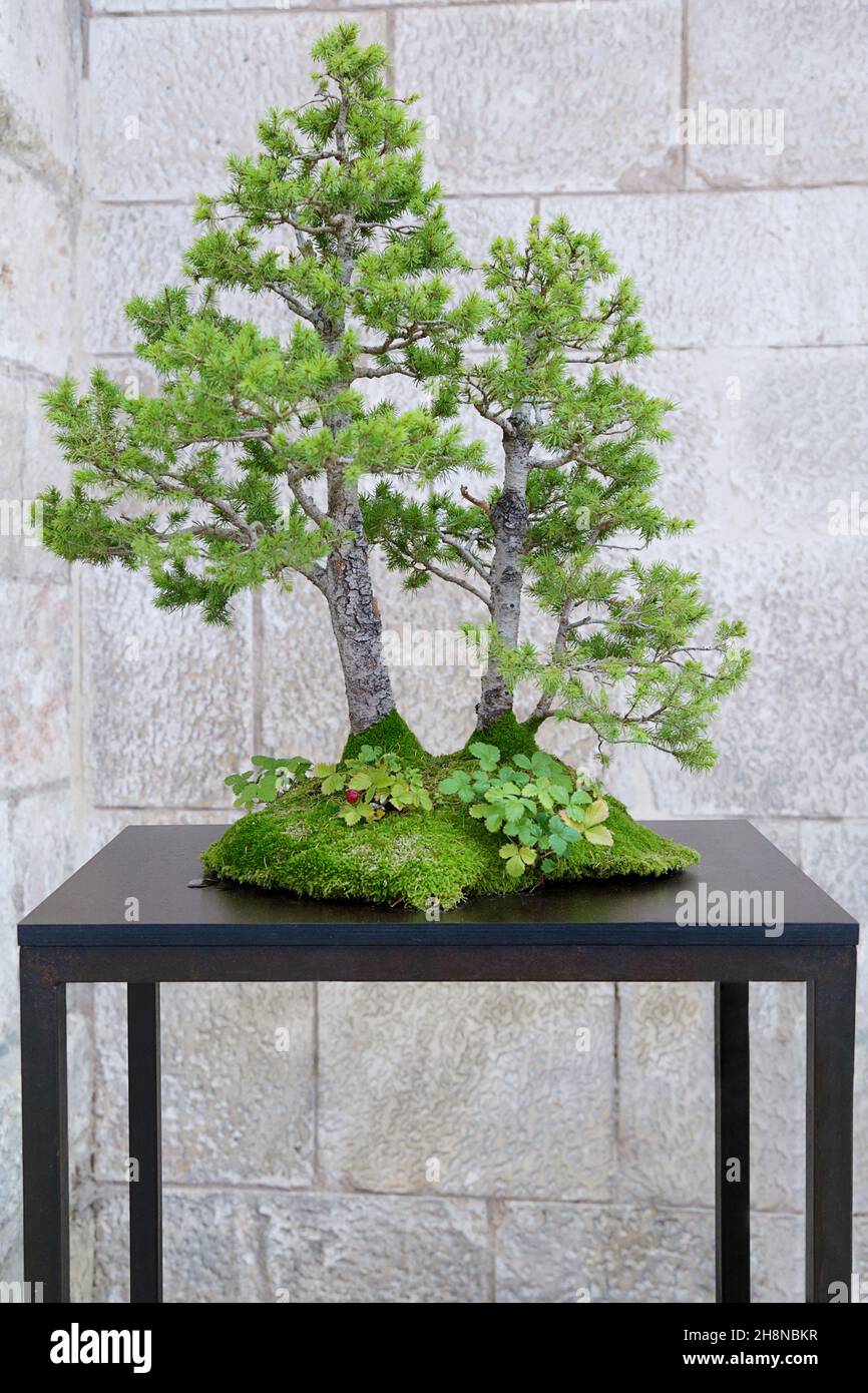 Picea bonsai su un tavolo di legno contro un muro di pietra Foto