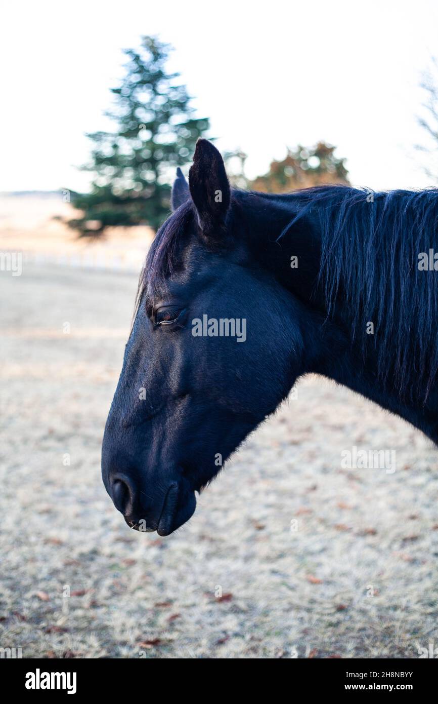 Black Horse primo piano Foto Stock