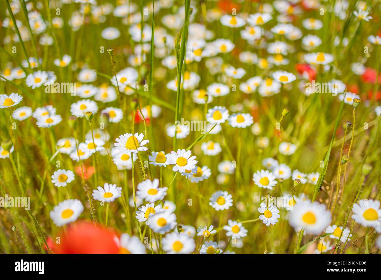 Bel campo fiori prato camomilla, verde tenue blu al mattino colori pastello chiaro, paesaggio naturale, macro primo piano. Natura rilassante e rilassante Foto Stock