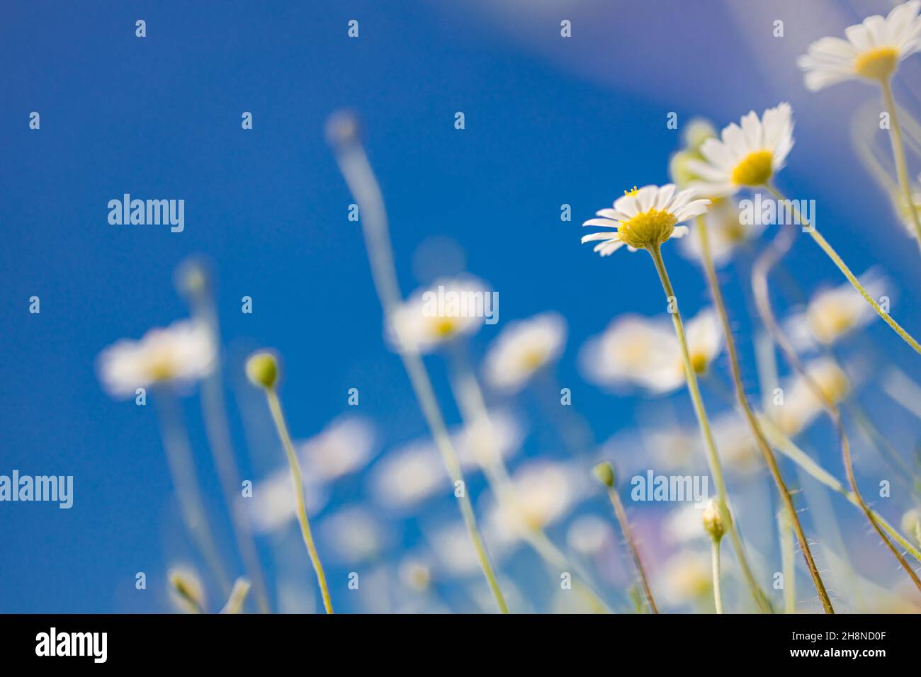 Idilliaco daisy fiore sfondo sotto cielo blu. Relax come un sogno floreale natura closeup. Estate luminoso paesaggio con bellissimi fiori selvatici camomiles Foto Stock