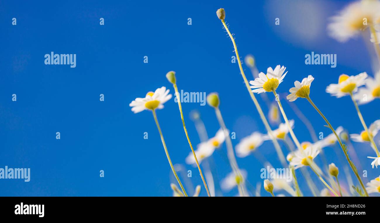 Idilliaco daisy fiore sfondo sotto cielo blu. Relax come un sogno floreale natura closeup. Estate luminoso paesaggio con bellissimi fiori selvatici camomiles Foto Stock