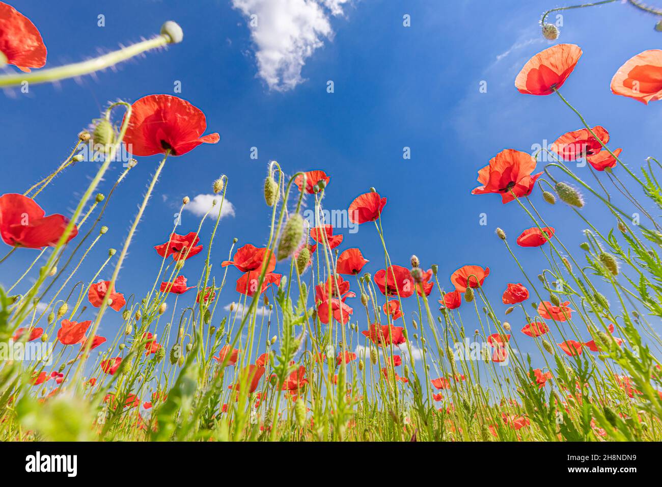 Bella estate prato natura. Primavera e estate fiori papavero sotto il cielo blu e la luce del sole. Felice estate fiori papavero rosso grandangolo vista panoramica Foto Stock