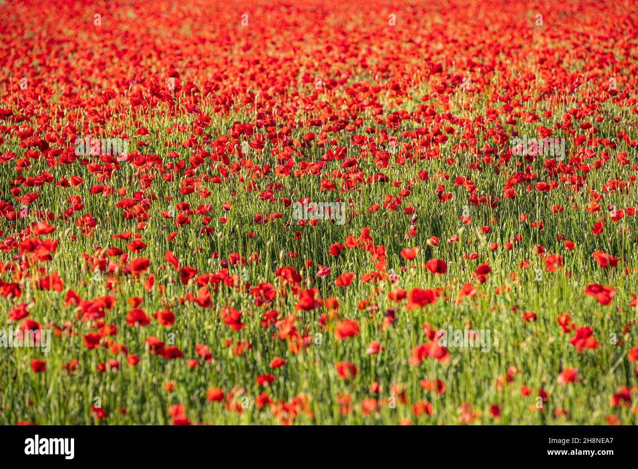 Natura fiore modello paesaggio, fioritura vista floreale. Bel giardino prato orizzonte luminoso calma texture floreale. Foto Stock