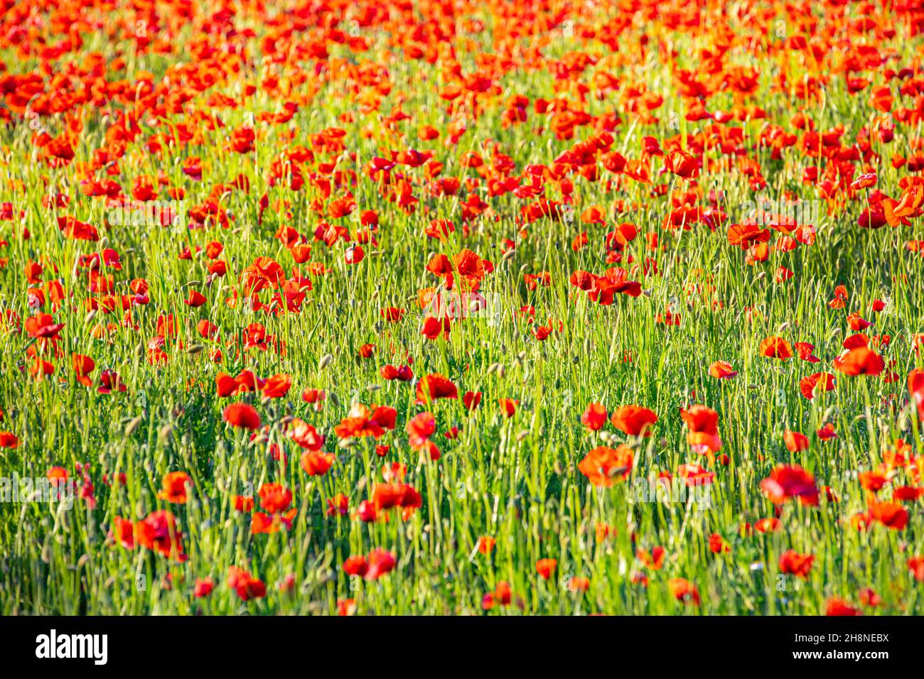 Natura fiore modello paesaggio, fioritura vista floreale. Bel giardino prato orizzonte luminoso calma texture floreale. Foto Stock