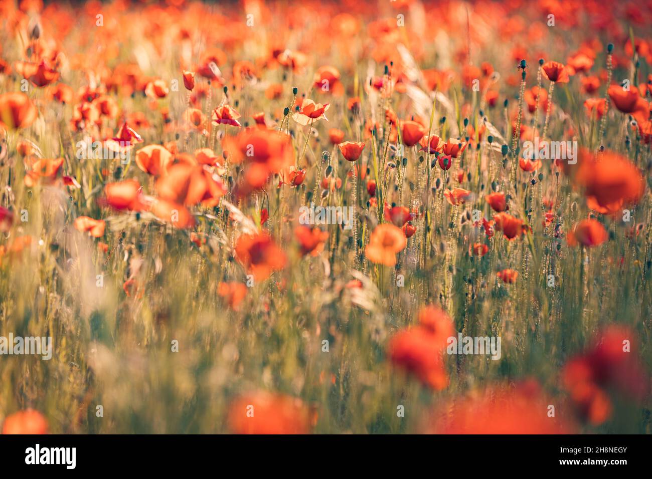 Natura fiore modello paesaggio, fioritura vista floreale. Bel giardino prato orizzonte luminoso calma texture floreale. Foto Stock