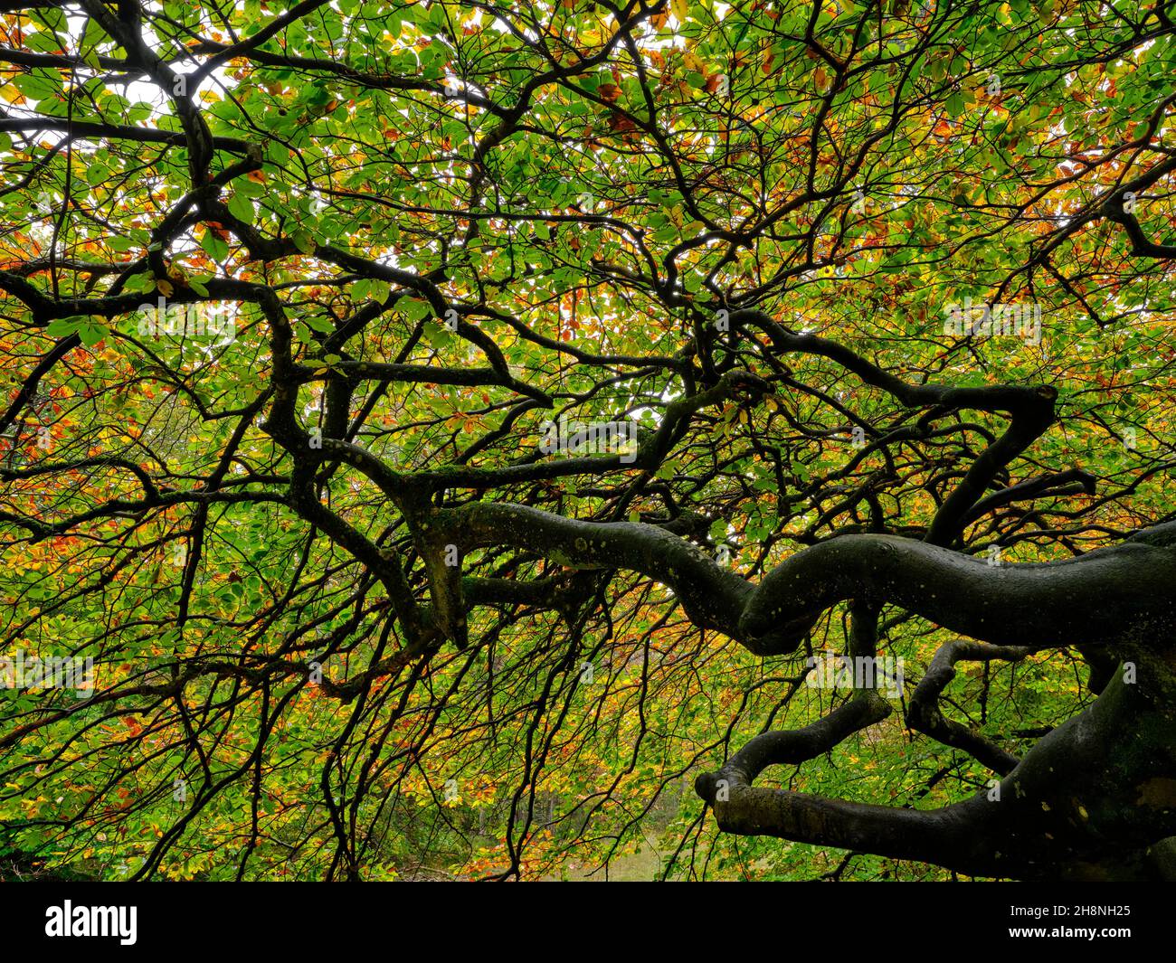 Albero di faggio intrecciato in autunno. Les Faux de Verzy, Marne, Grand Est, Francia. Foto Stock