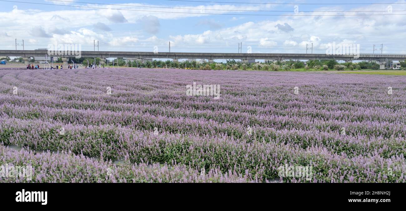 Yangmei District, Taoyuan City - Nov 30, 2021: Romantic Purple Immortal Grass Flower Sea, Yangmei District, Taoyuan City, Taiwan Foto Stock