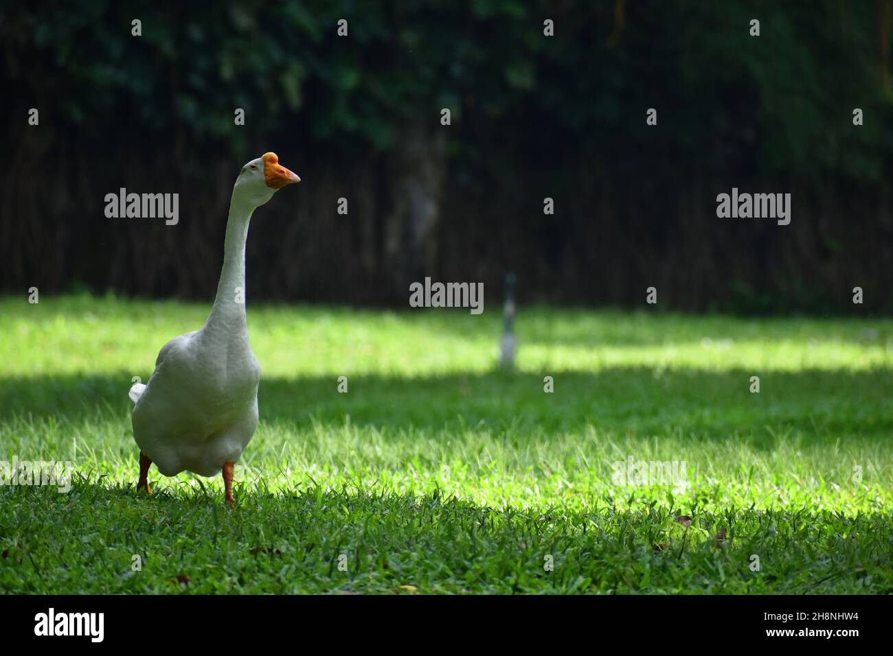 Un cigno bianco che cammina sull'erba verde. Balekambang Park, Surakarta, Indonesia. Foto Stock