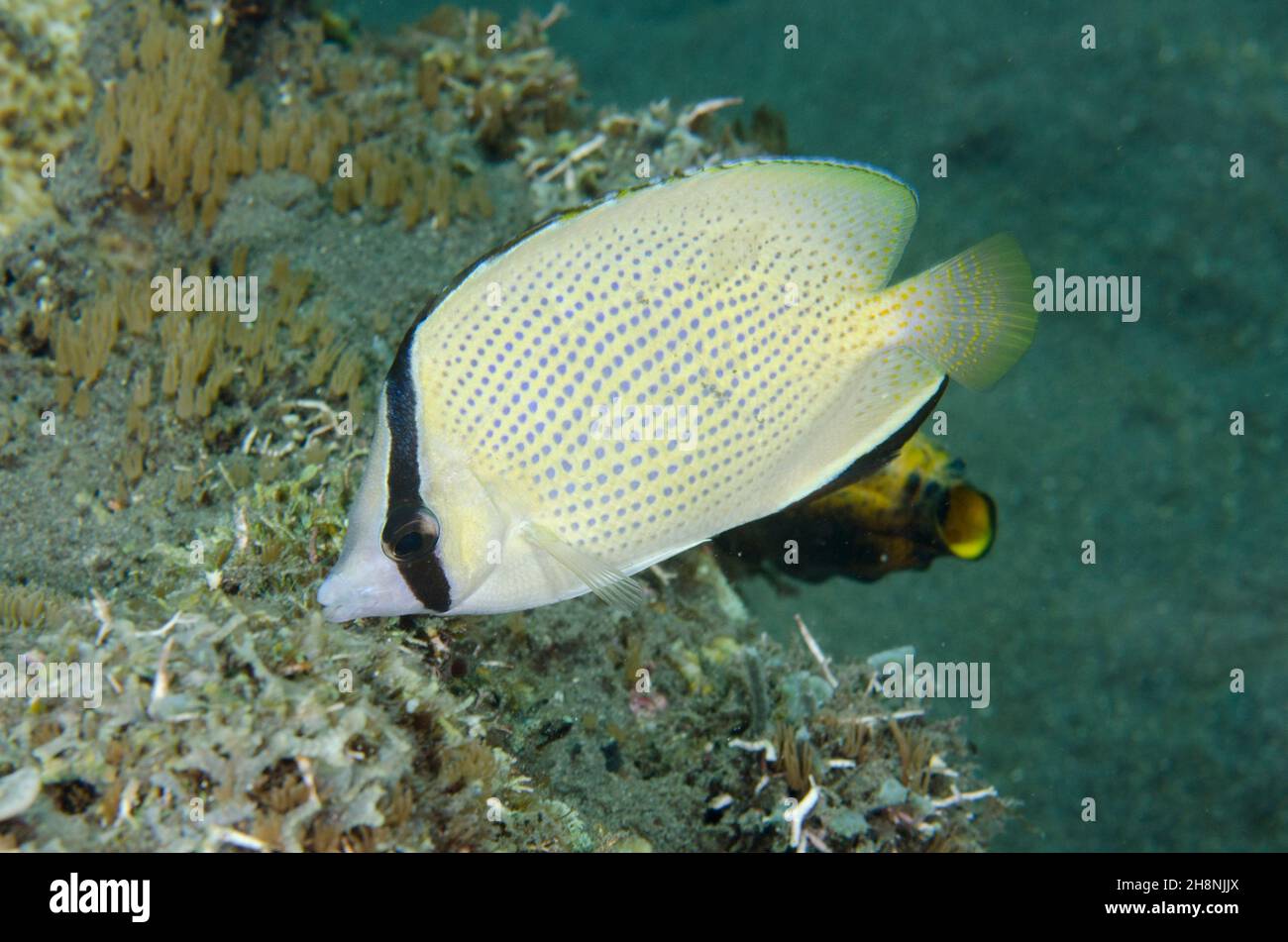 Pesce farfalla macchiato, Chaetodon citrinellus, sito di immersione delle piramidi, Amed, Regency Karangasem, Bali, Indonesia, Oceano Indiano Foto Stock