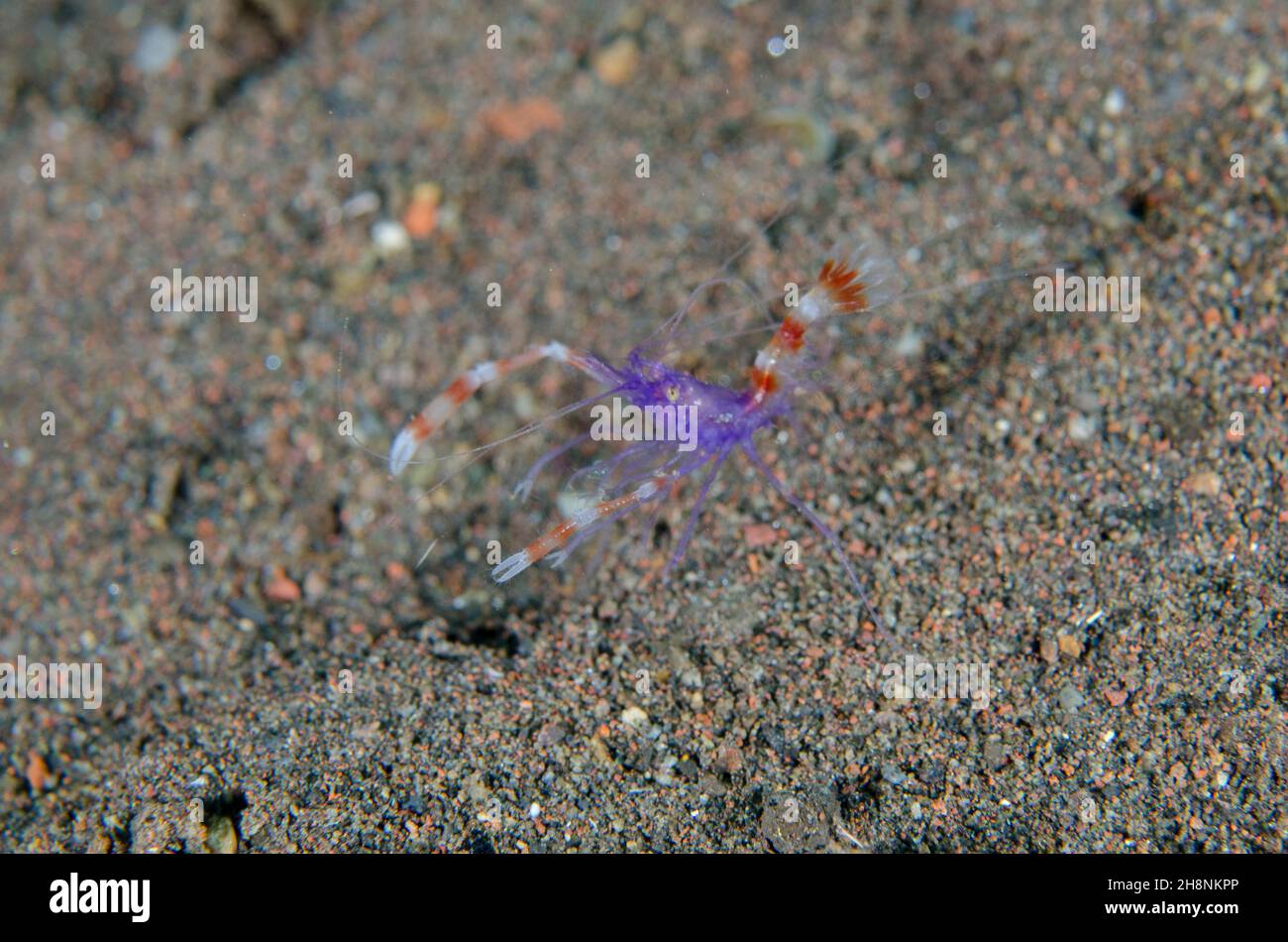 Gamberi con bande di corallo blu, Stenopus tenuirostris, sito di immersione Kuangi, Tulamben, reggenza Karangasem, Bali, Indonesia, Oceano Indiano Foto Stock