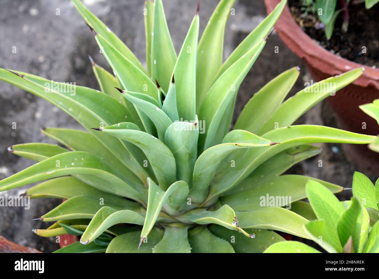 Coda di leone (Agave attenuata) pianta in vaso di fiori : (Pix SShukla) Foto Stock