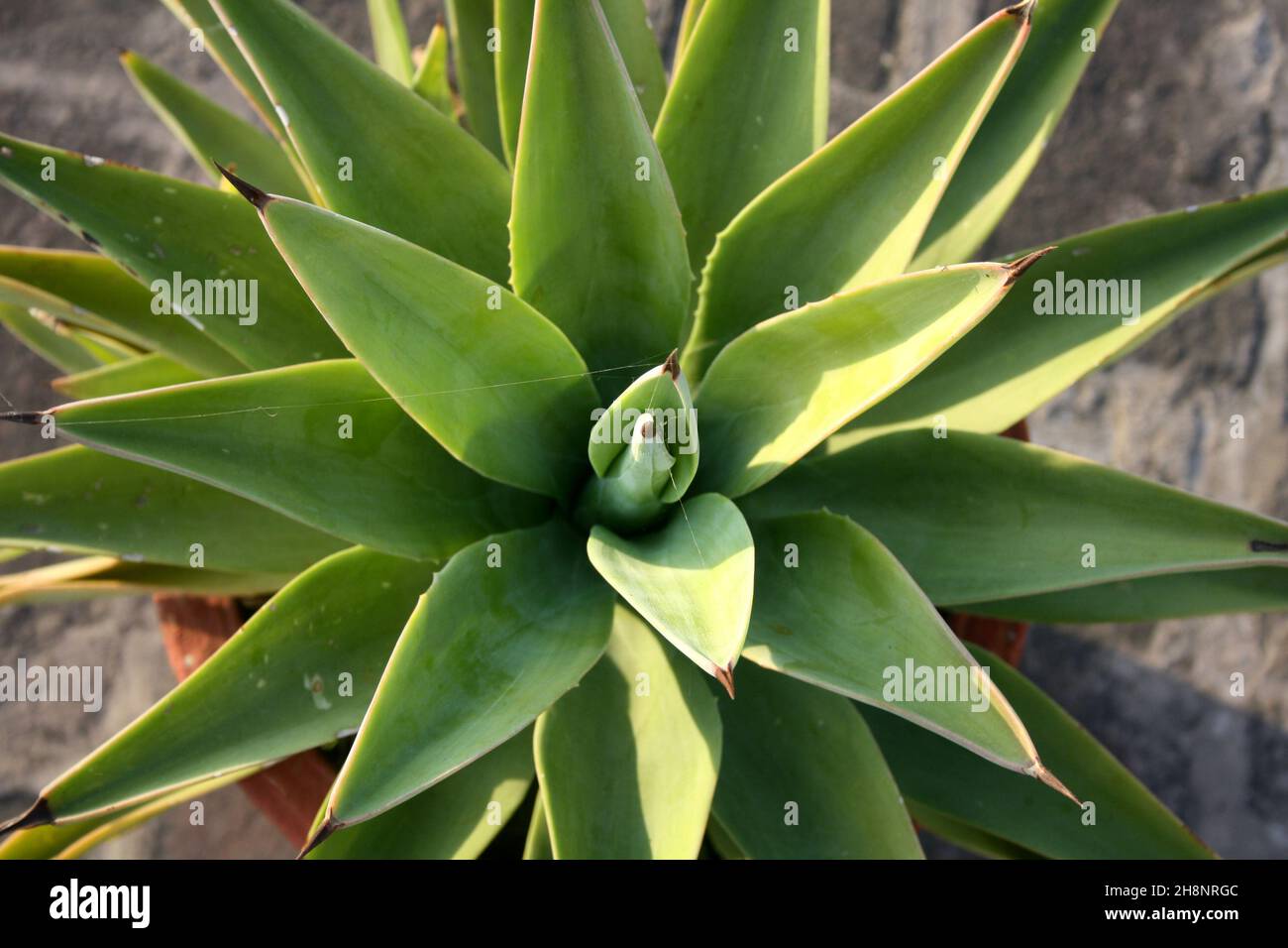 Coda di leone (Agave attenuata) pianta in vaso di fiori : (Pix SShukla) Foto Stock