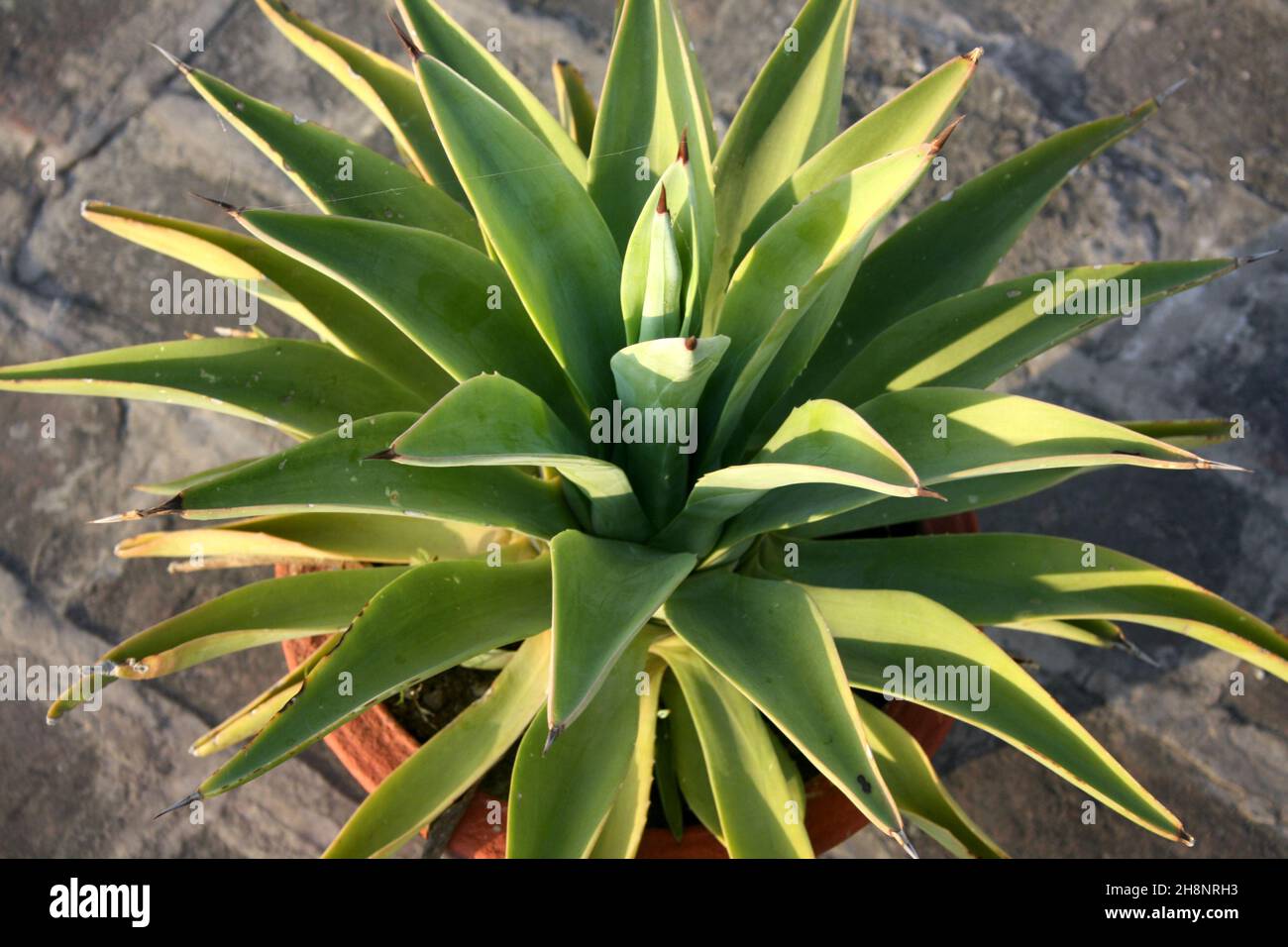 Coda di leone (Agave attenuata) pianta in vaso di fiori : (Pix SShukla) Foto Stock