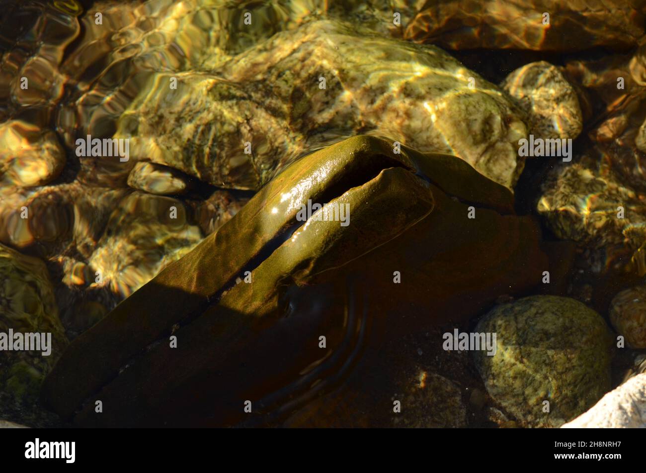 L'ultimo fiume selvaggio in Europa, il fiume Bela in Slovacchia, acqua pulita, acqua pulita, acqua potabile, migliore bevanda Foto Stock