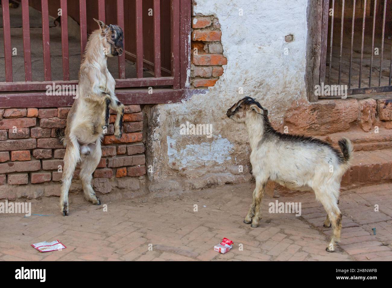 Due capre immature di billy si impegnano in testa-aggirando per stabilire la dominanza nel villaggio di Khokana, Nepal. Foto Stock