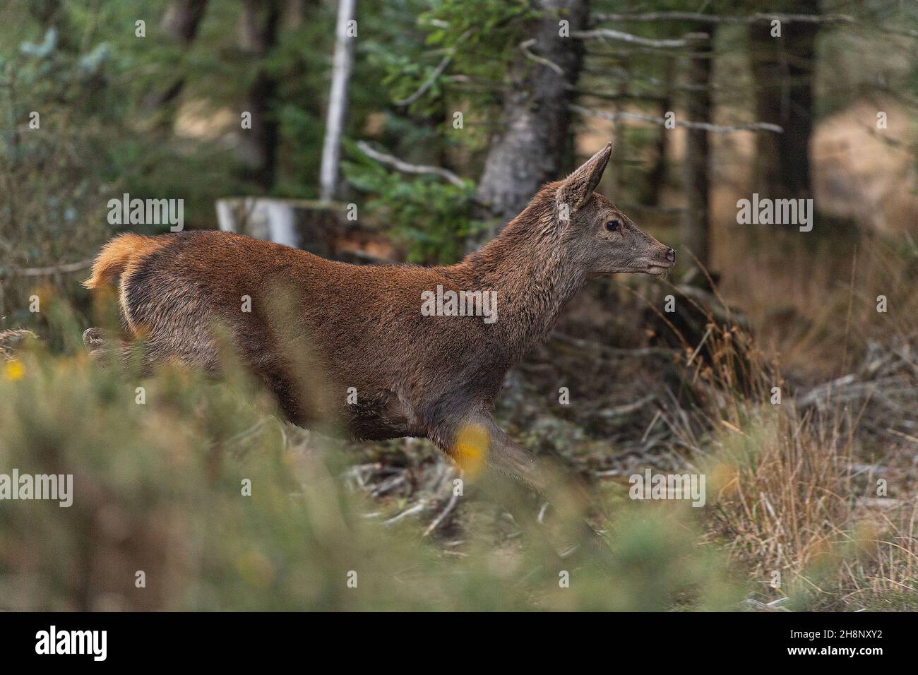 capriolo rosso femmina che corre via nella foresta Foto Stock