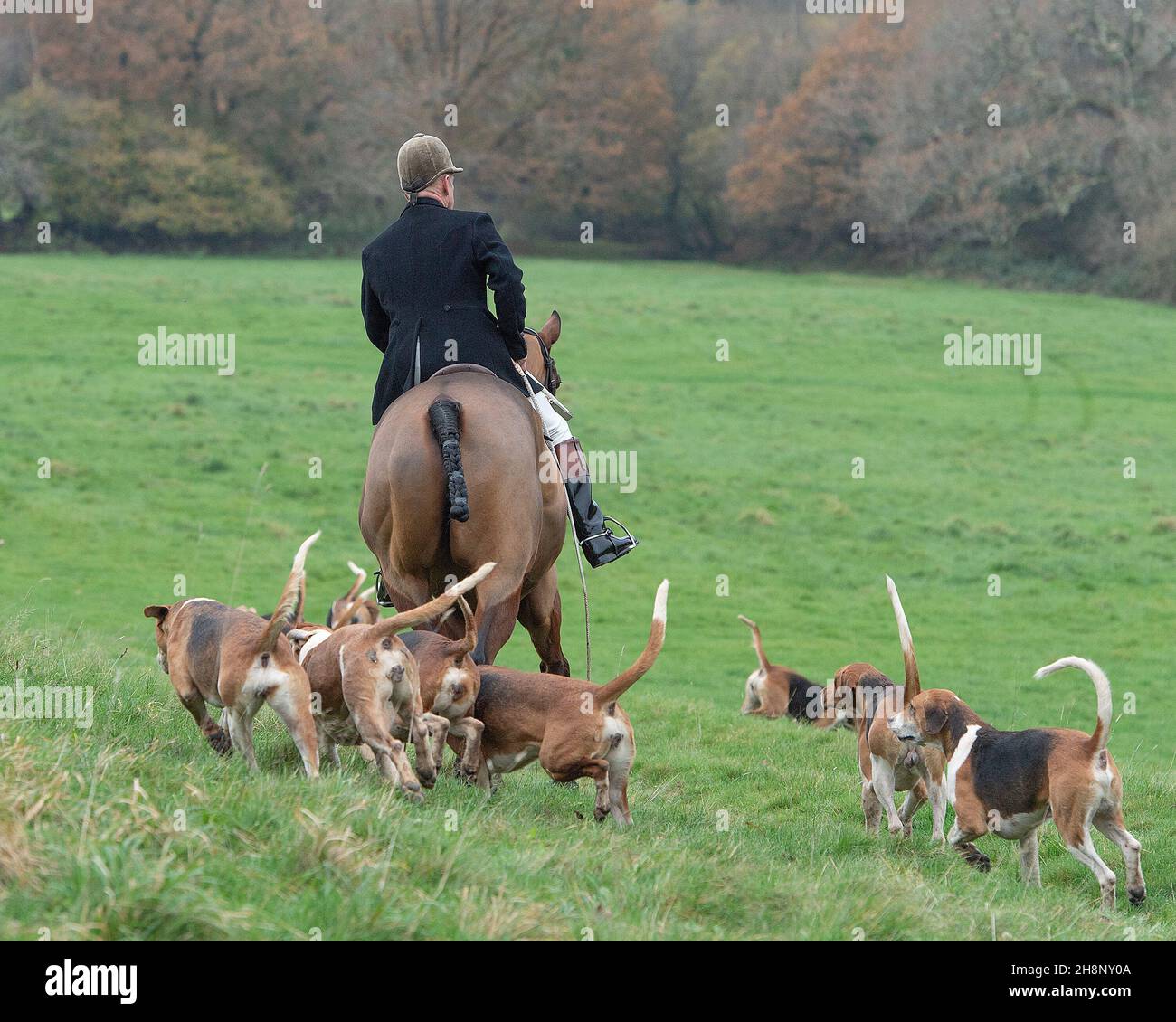 Huntsman e il suo foxhounds Foto Stock