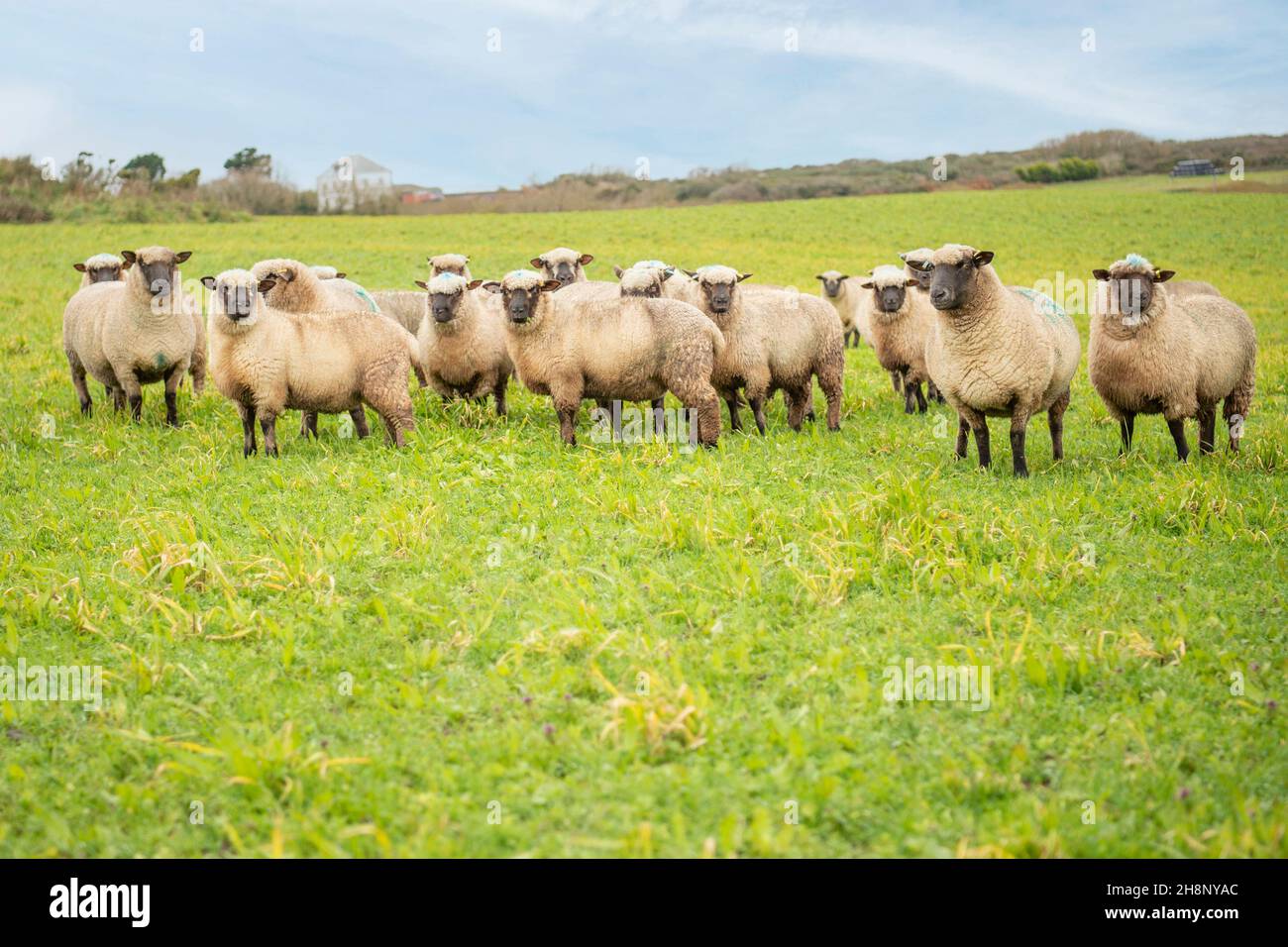 shropshire pecore su vicolo di erbe Foto Stock