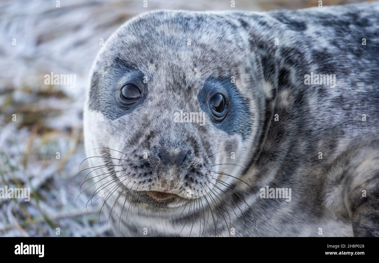 Il sigillo grigio si trova su entrambe le sponde dell'Oceano Atlantico settentrionale. Si tratta di un grande sigillo della famiglia Phocidae, che sono comunemente chiamati 'vero Foto Stock