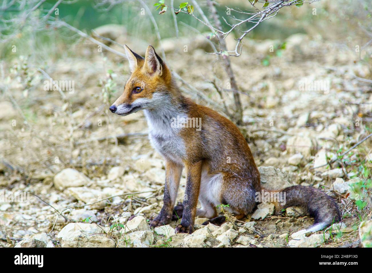 Giovane volpe rossa in habitat naturale Foto Stock