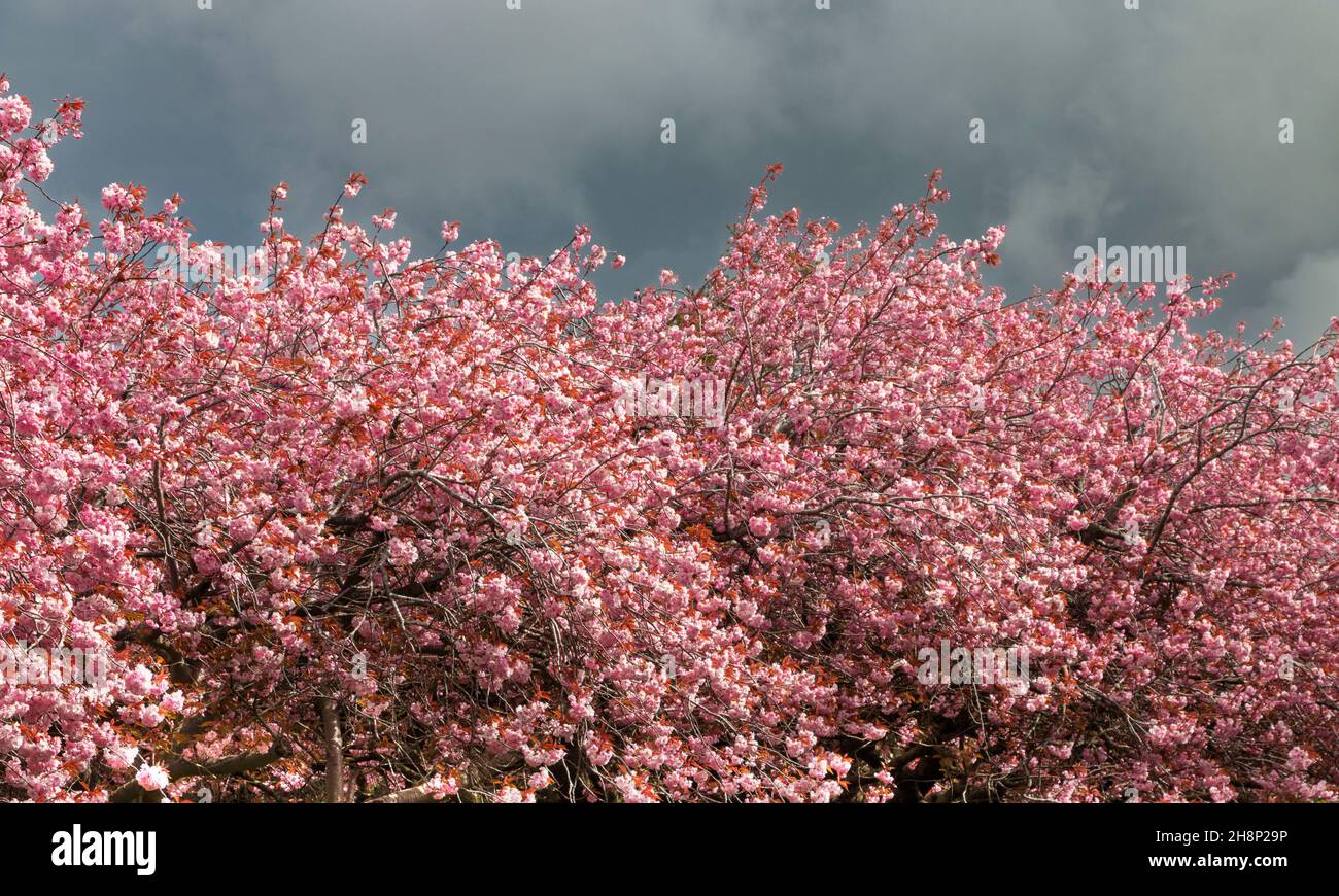 FIORE DI CILIEGIO ROSA PRUNUS COLORATO IN PRIMAVERA Foto Stock