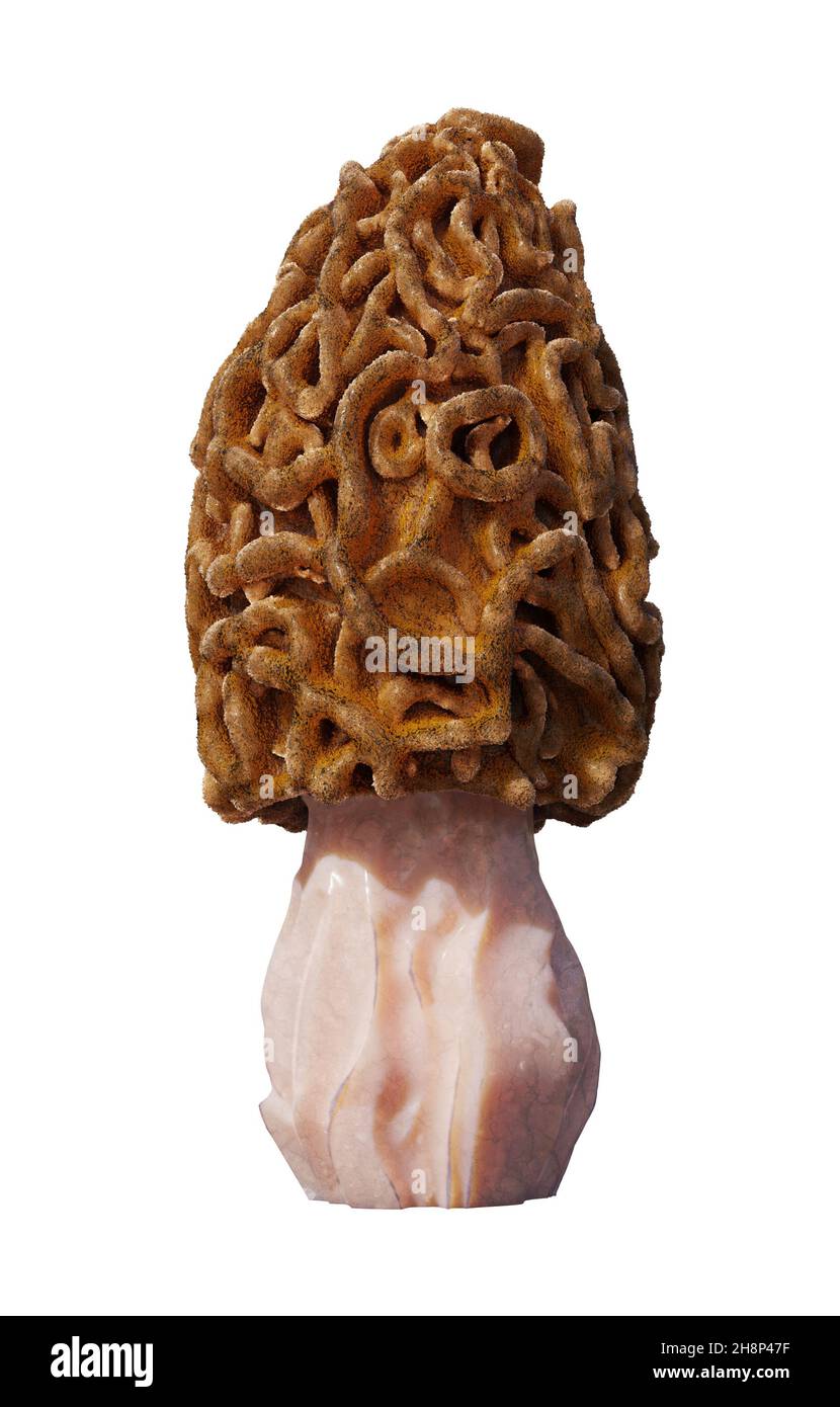 fungo morel isolato su sfondo bianco Foto Stock