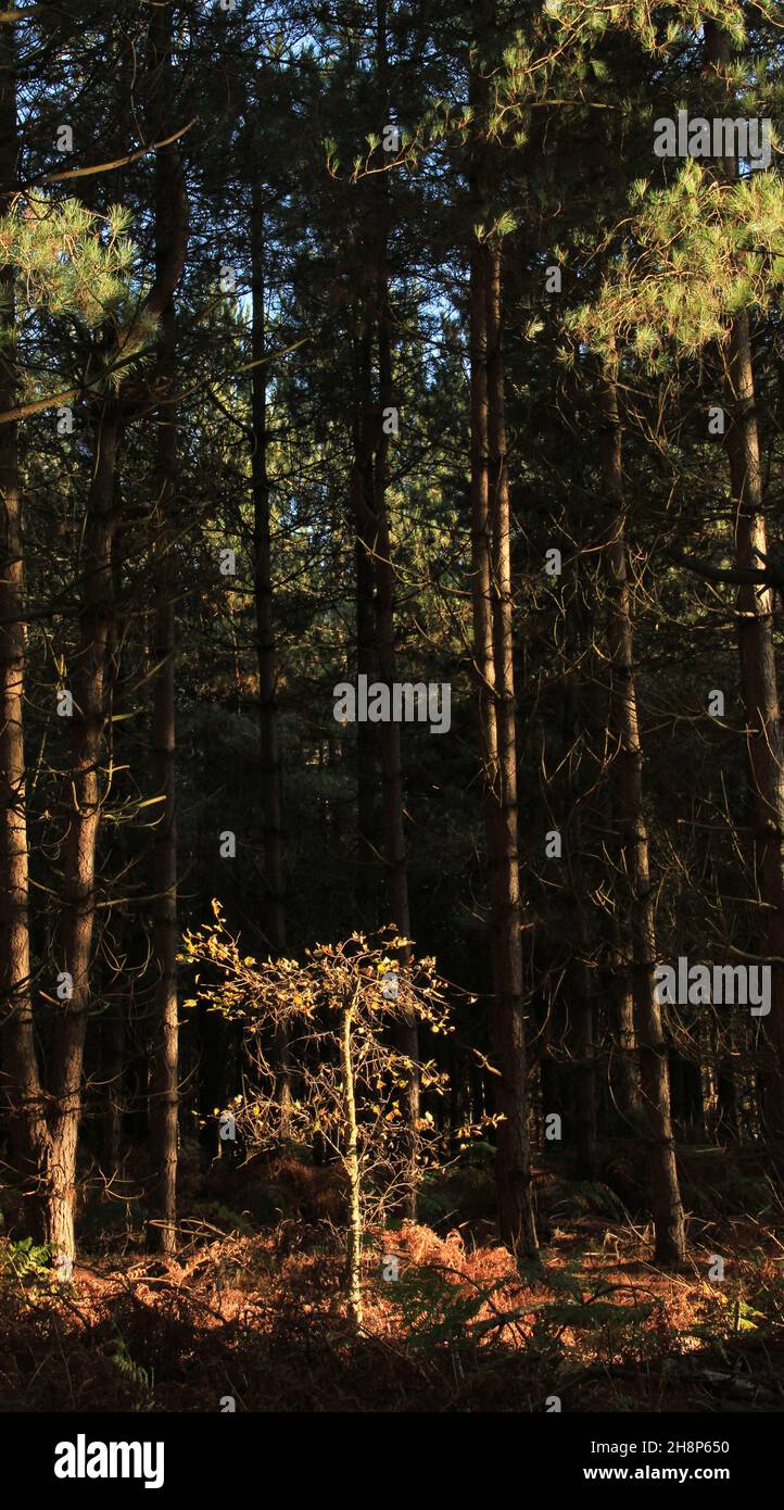 Il piccolo albero in una grande foresta Foto Stock