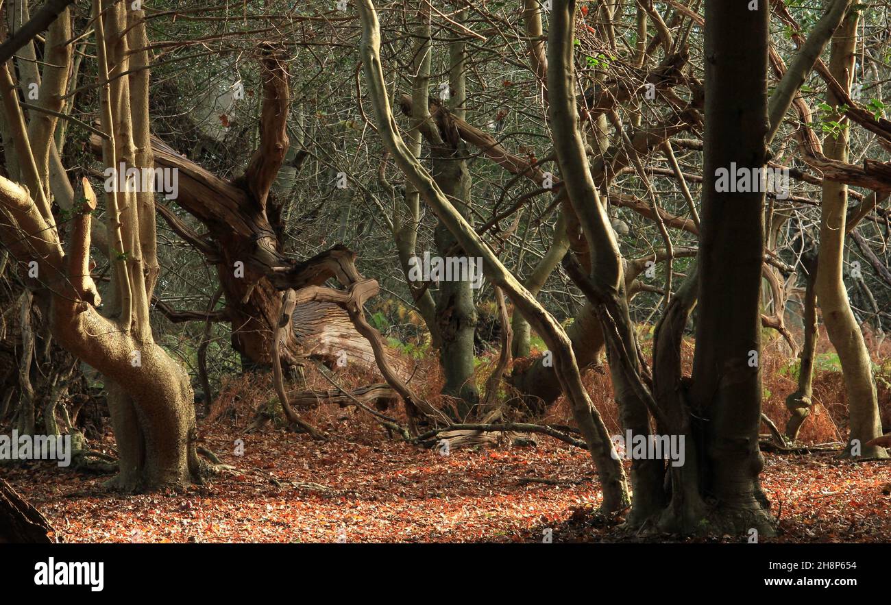 Magica scena forestale a Staverton Thicks, Suffolk Foto Stock
