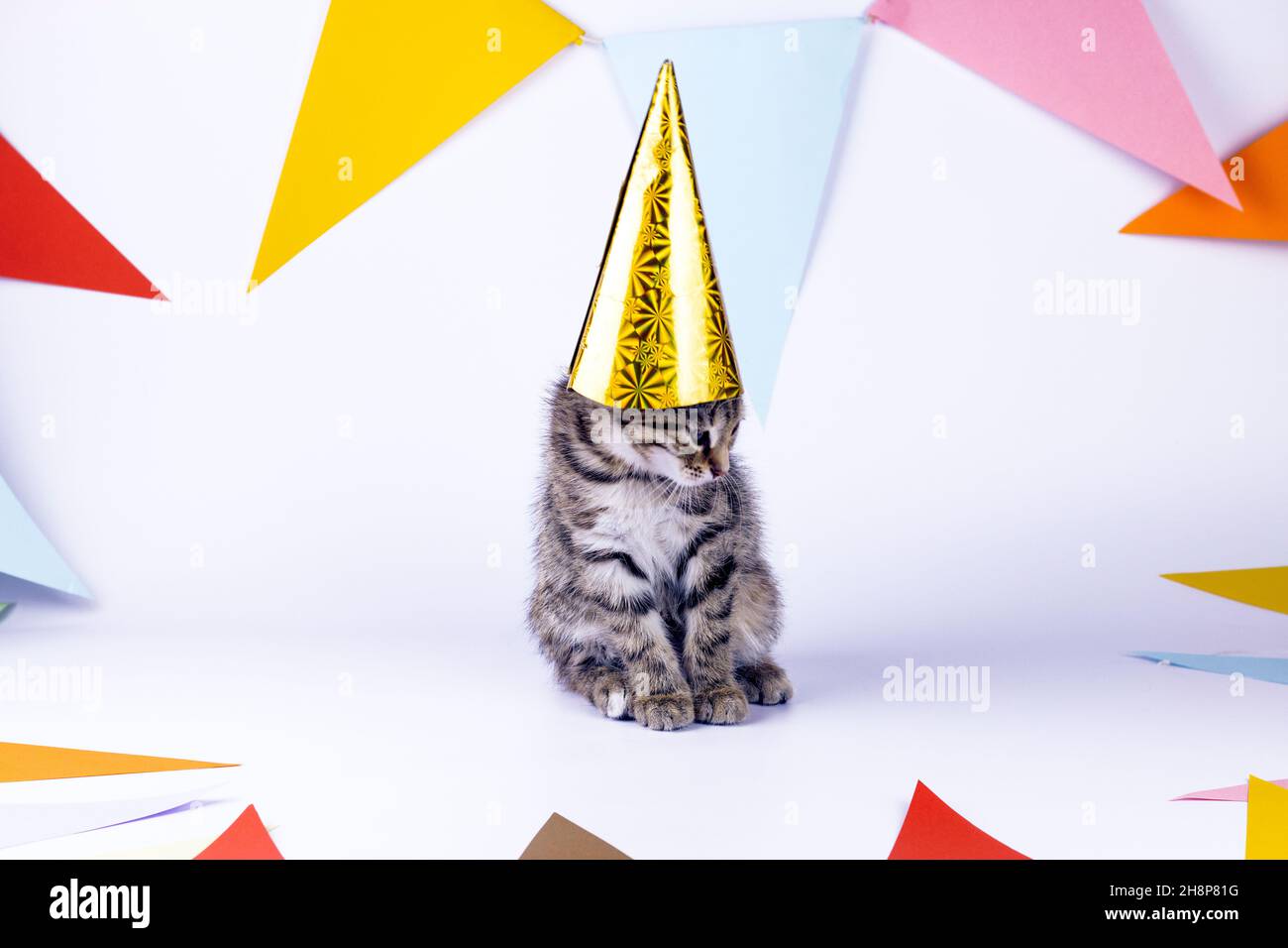 Piccolo gattino carino con cappello da festa e bandiere da festa su sfondo bianco. Immagine compleanno e festa. Foto Stock