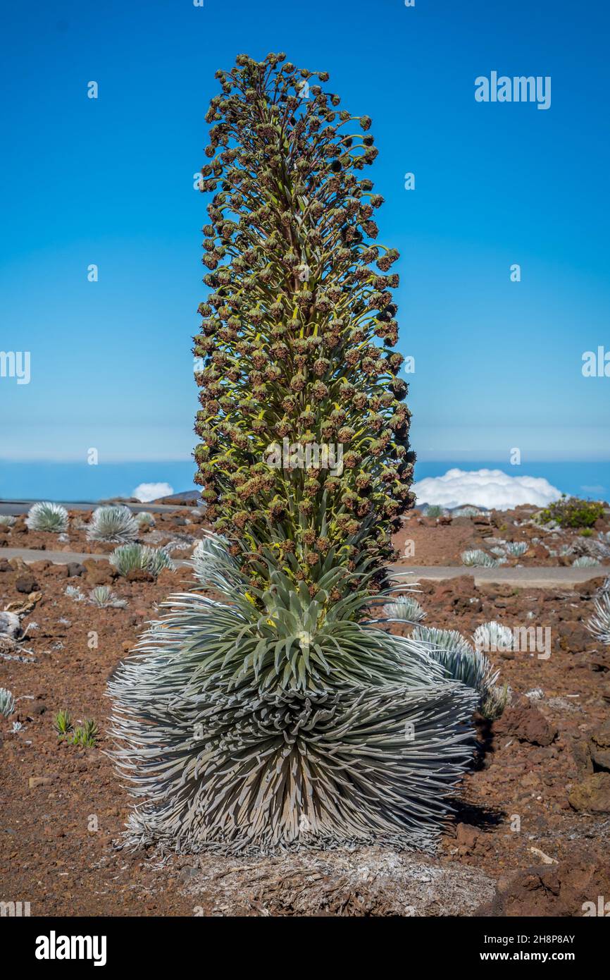 Una spada argentea di colore e morbide e arrotondate lascia stabilimento di Haleakala National Park Foto Stock