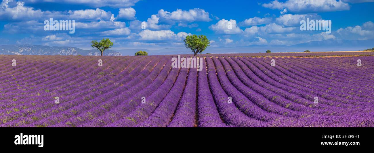 Paesaggio estivo di campi di lavanda nei pressi di Valensole Provenza, Francia. Splendido paesaggio naturale con campo di lavanda sotto il cielo nuvoloso blu Foto Stock