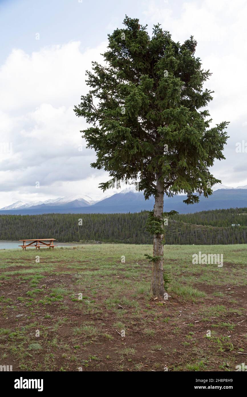 Un albero di abete rosso nello Yukon, Canada. Una panca da picnic si erge vicino all'albero. Foto Stock