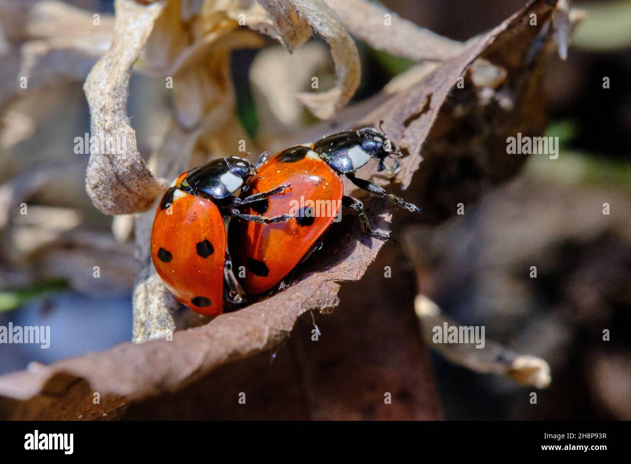 Un paio di Seven Spot Ladybirds Foto Stock