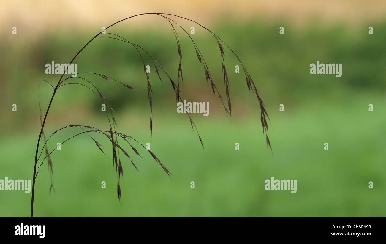 primo piano della silhouette scura di una singola lama di erba contro uno sfondo sfocato, spazio copia Foto Stock