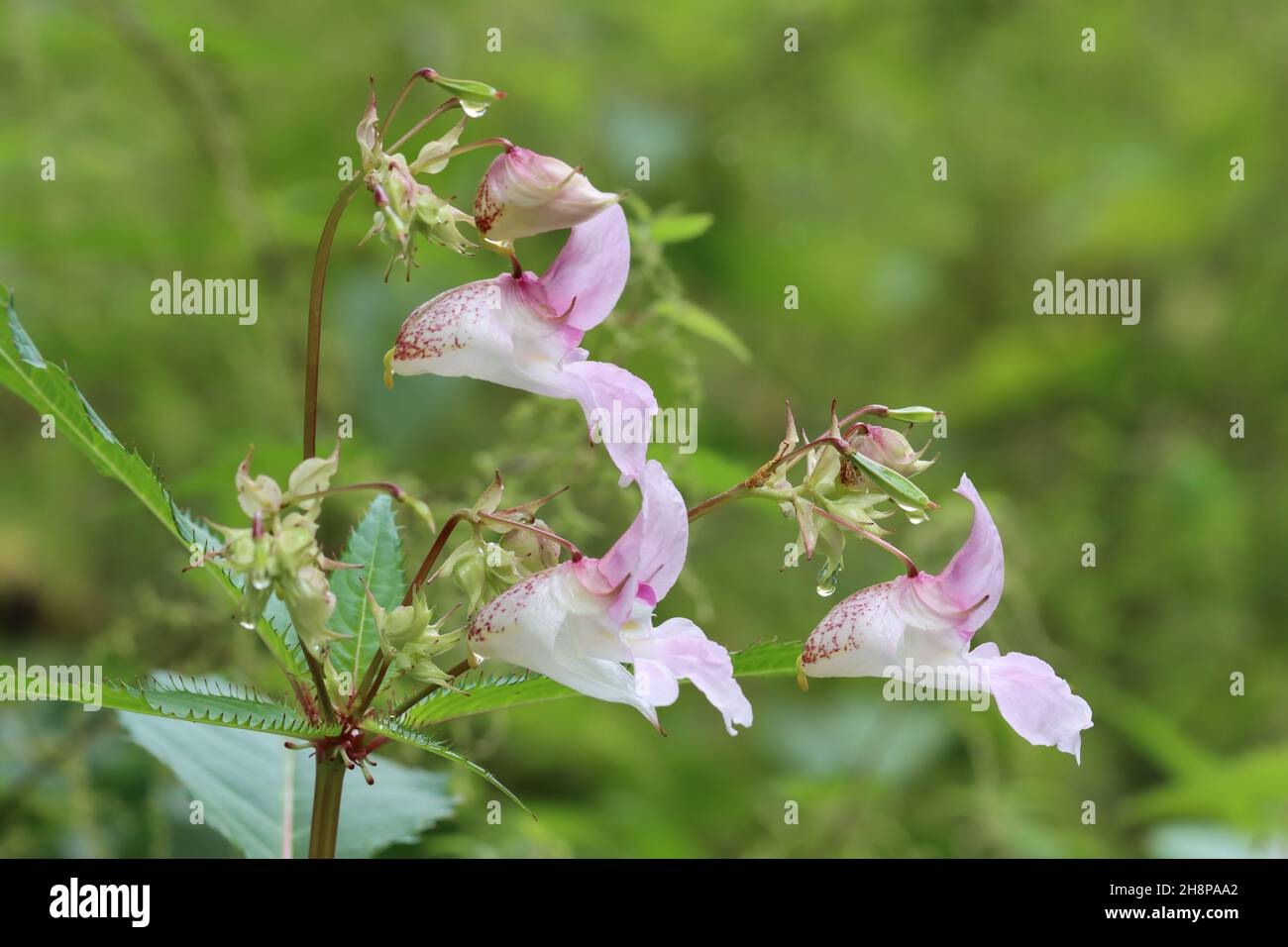 Primo piano dei delicati fiori rosa di Impatiens glandulifera su sfondo verde sfocato Foto Stock