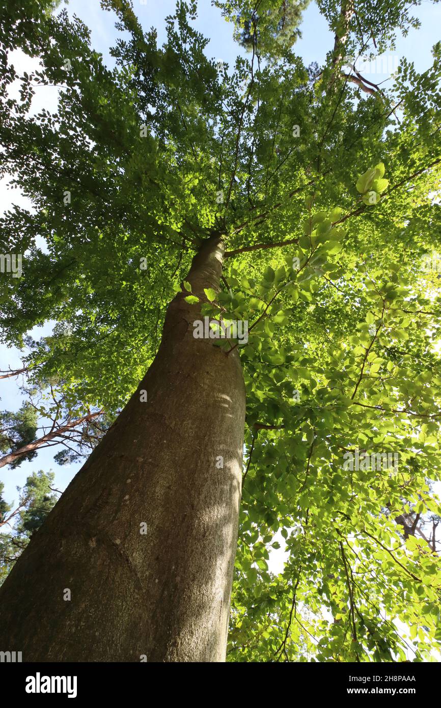 Vista dal basso su un alto albero di faggio con lussureggiante verde fogliame e fuoco selettivo sul tronco Foto Stock