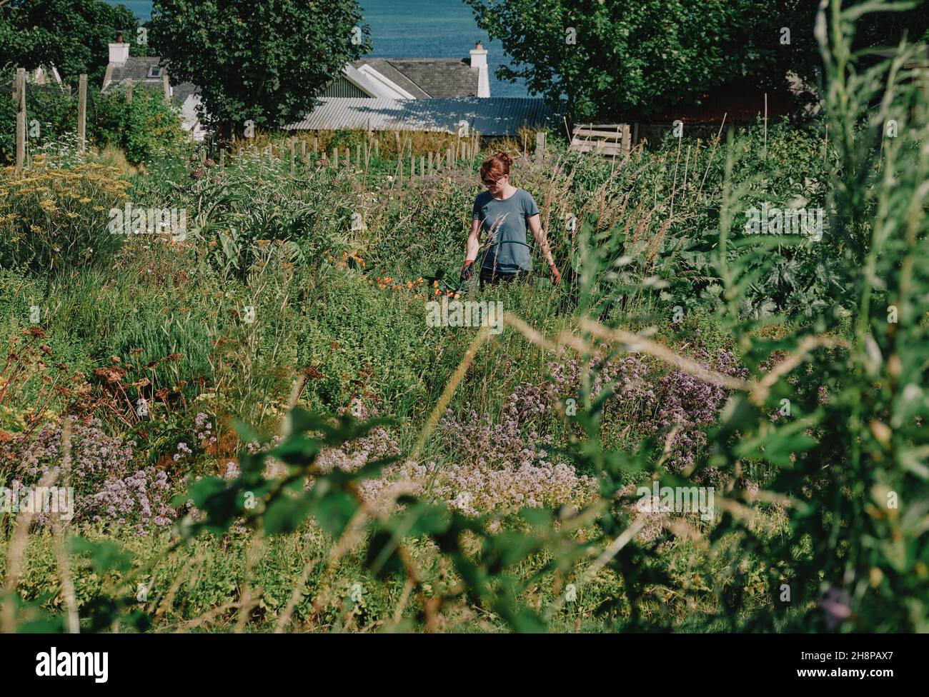 Un giardiniere innaffia con cura l'Argyll hotel orto biologico sull'isola di Iona, Inner Hebrides, Scozia, UK - estate giardinaggio Foto Stock