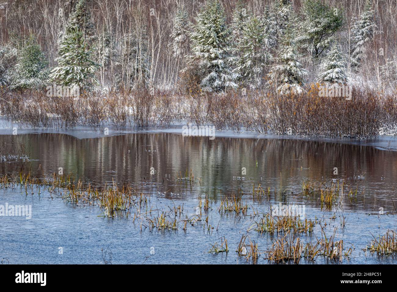 Prima neve intorno ad un laghetto di castori con acqua aperta, Greater Sudbury, Ontario, Canada Foto Stock