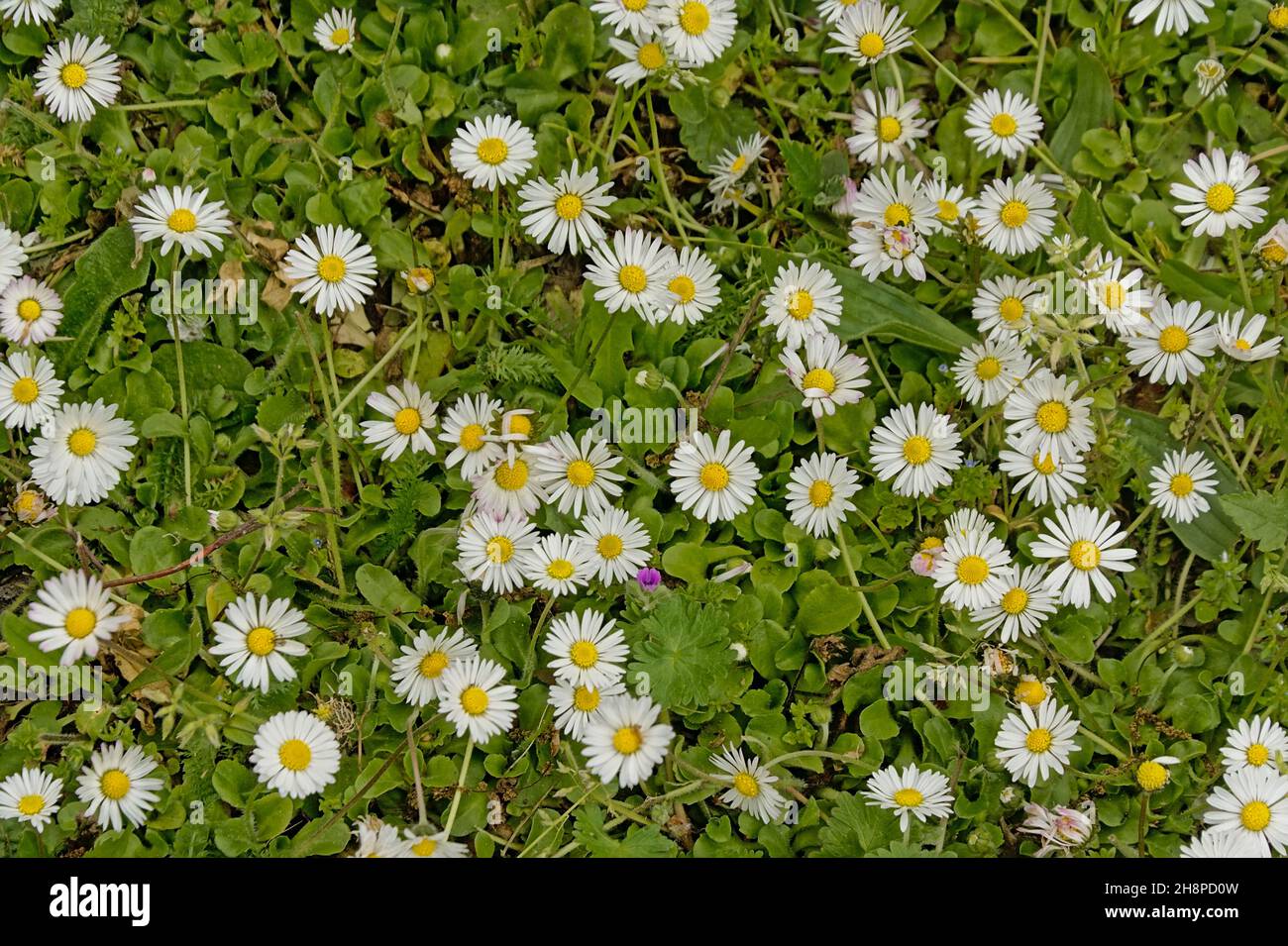Sfondo naturale di fiori a margherita bianchi e yelllow e lussureggiante trifoglio verde nel prato, vista dall'alto Foto Stock