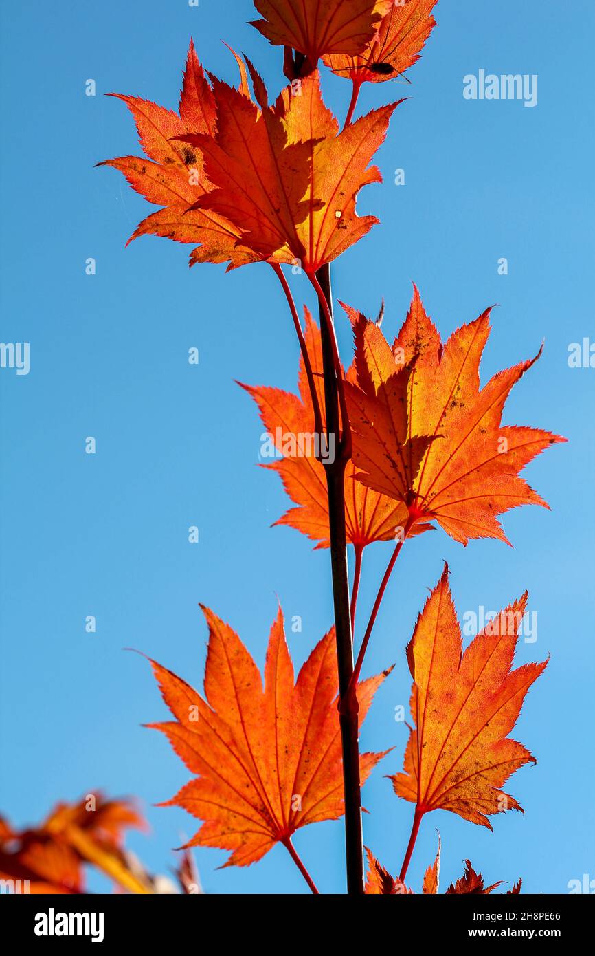Foglie di arancio colorato di un acero giapponese in autunno Foto Stock