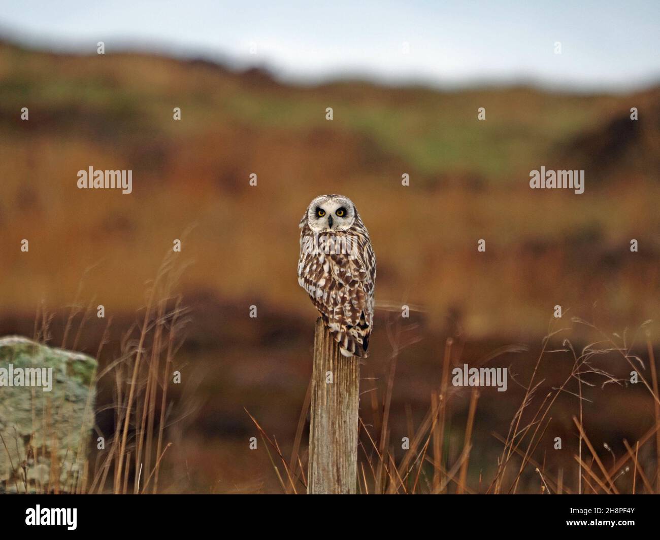 Owl dalle orecchie corte (Asio flammeus) sembra quasi direttamente alle spalle, mentre in genere appollaiato sul fencepost mentre caccia i voles a Mainland, Orkney, Scozia, Regno Unito Foto Stock